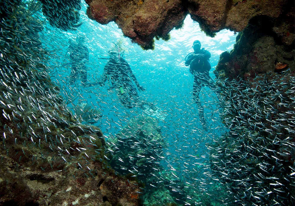 Three men scuba diving, admiring a tank of fish.
